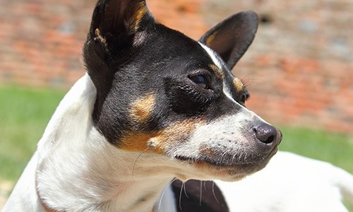 Veterinarian in New York, NY | Lincoln Square Veterinary
