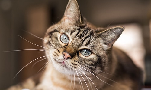 Animal Care Animal Care