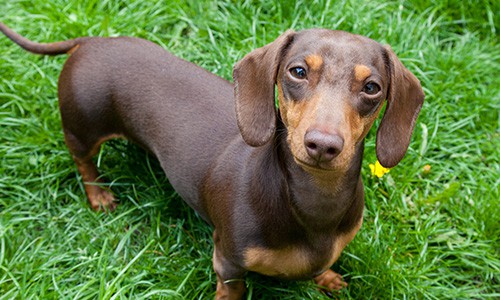 Diagnostics Diagnostics