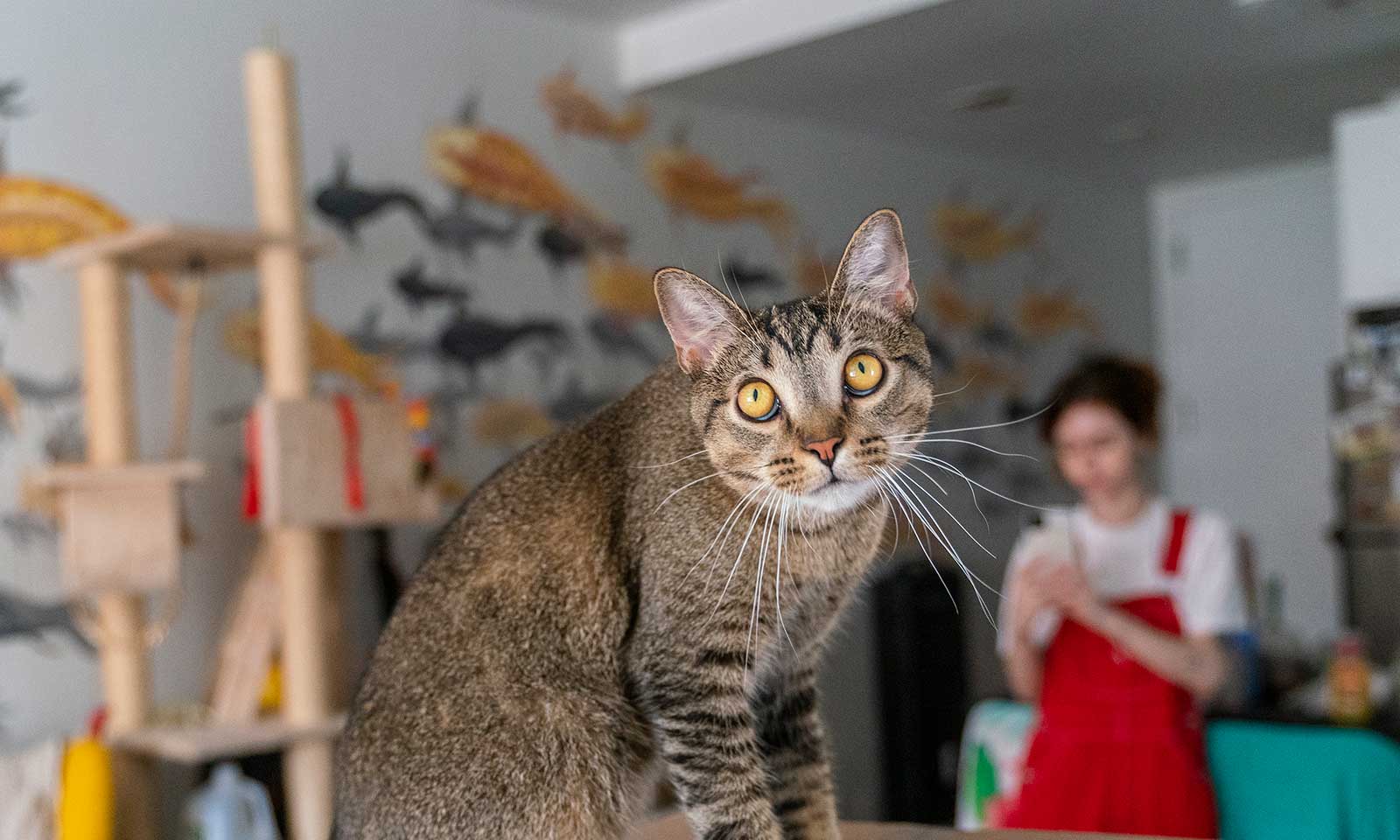 A cat in an art studio