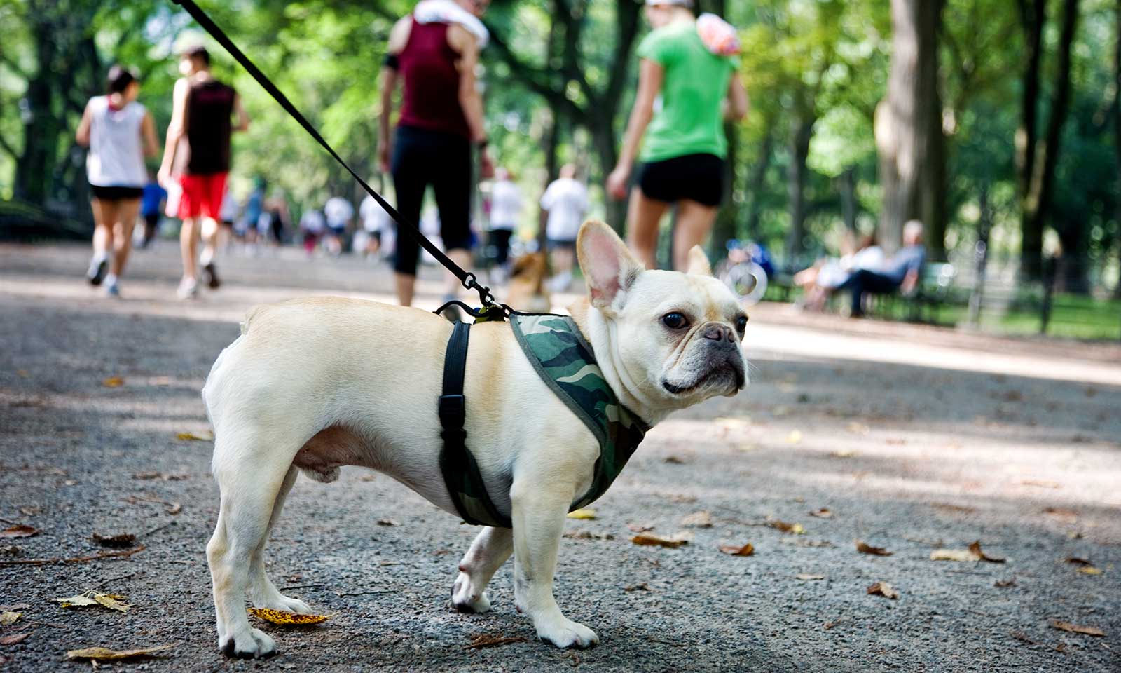A dog out for a walk in the park