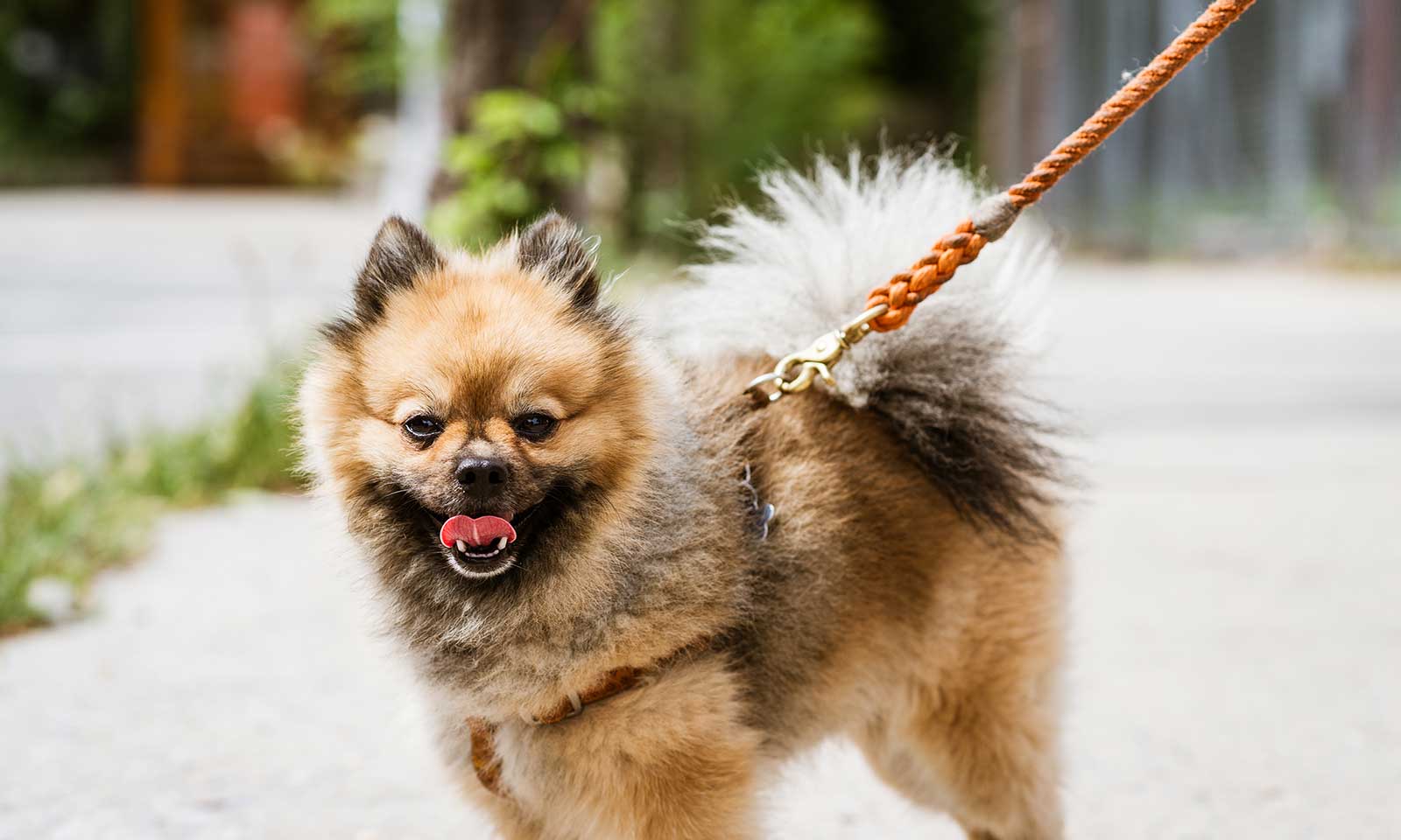 A Pomeranian out for a walk